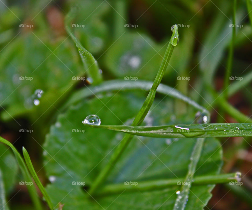 Early morning dew 