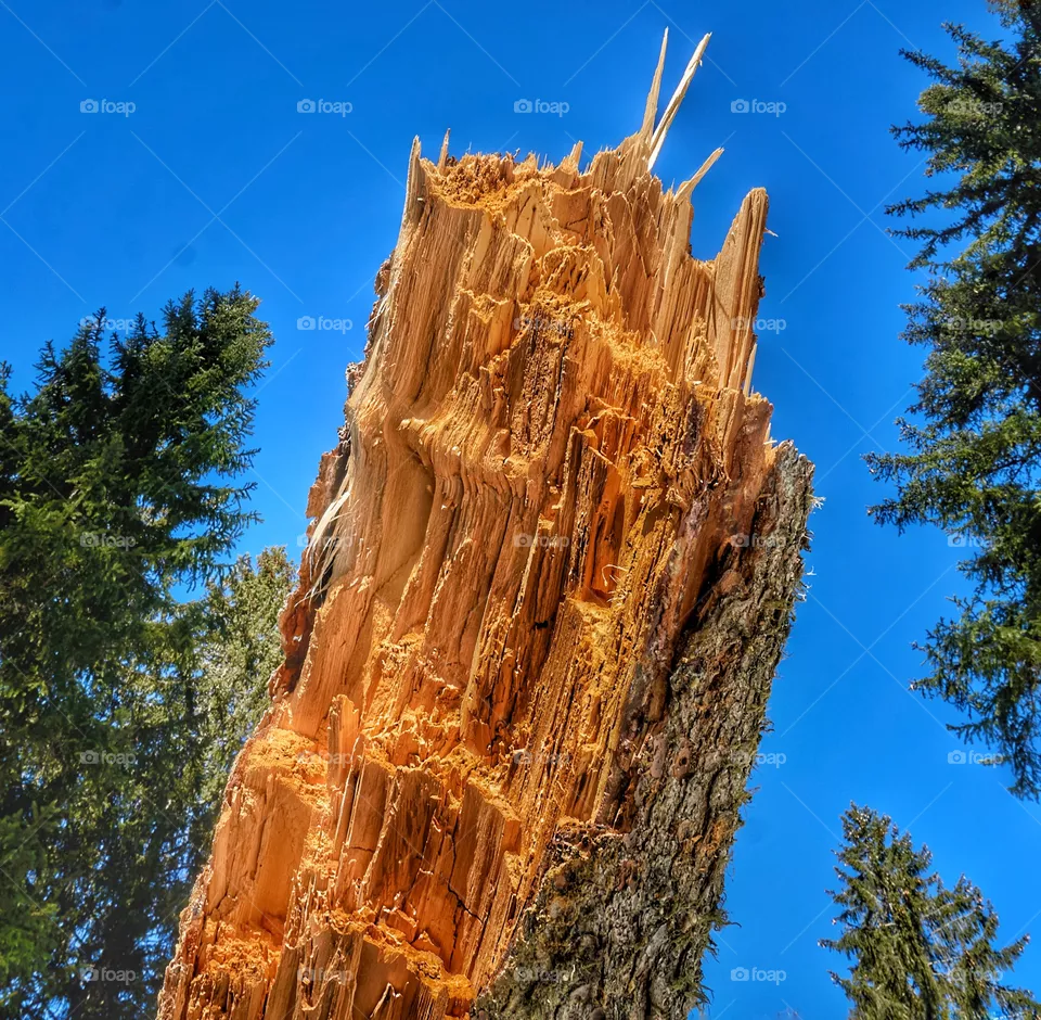 wood