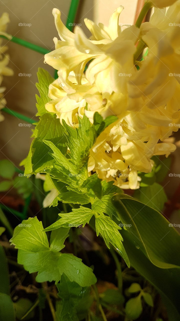 yellow hyacinth and valerian lighted by spring sun