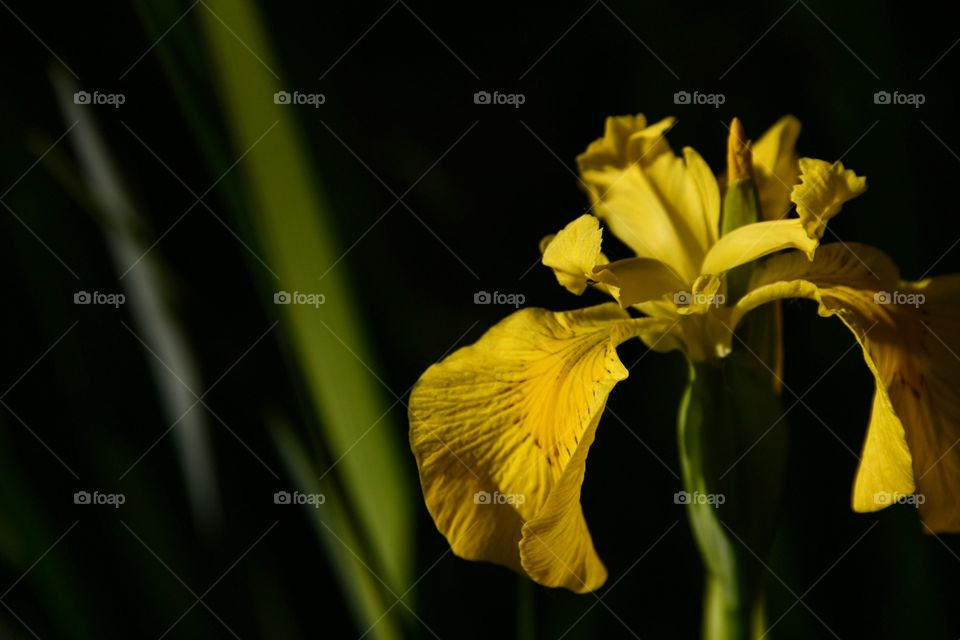 Amarillo sobre negro 
Yellow on black