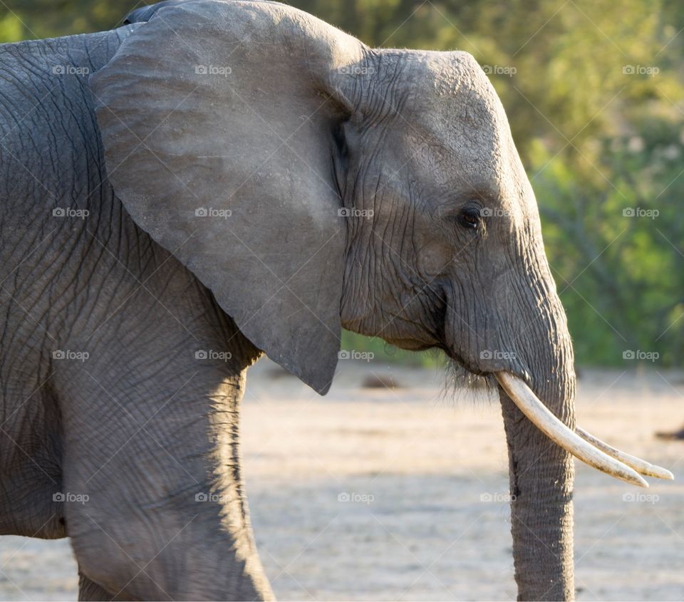 Elephant Profile