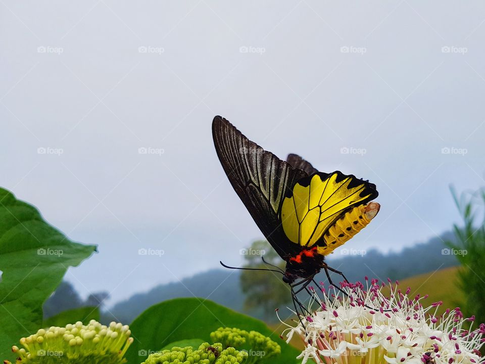 Butterflies swarm mountain natural pollination