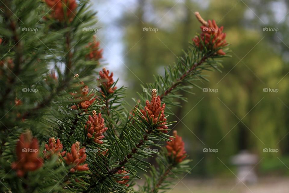 Details of a Pine  Branches with Cones and Needles

Foap Mission
Photo of the Week