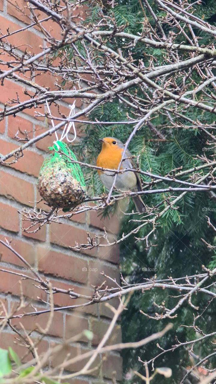 Vögel Vogel Rotkehlchen spring Frühling