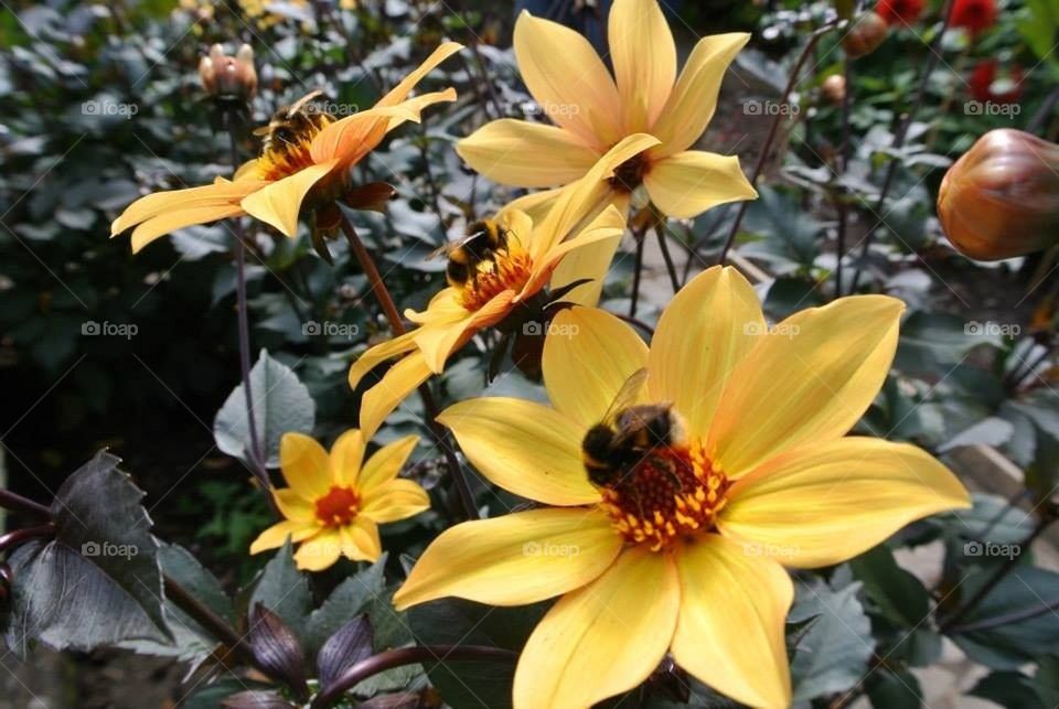 Bees and pretty flowers