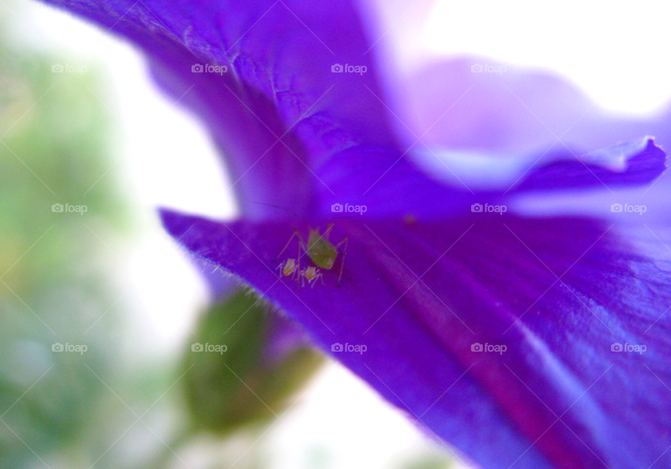 nature flower purple mother by cagedheat