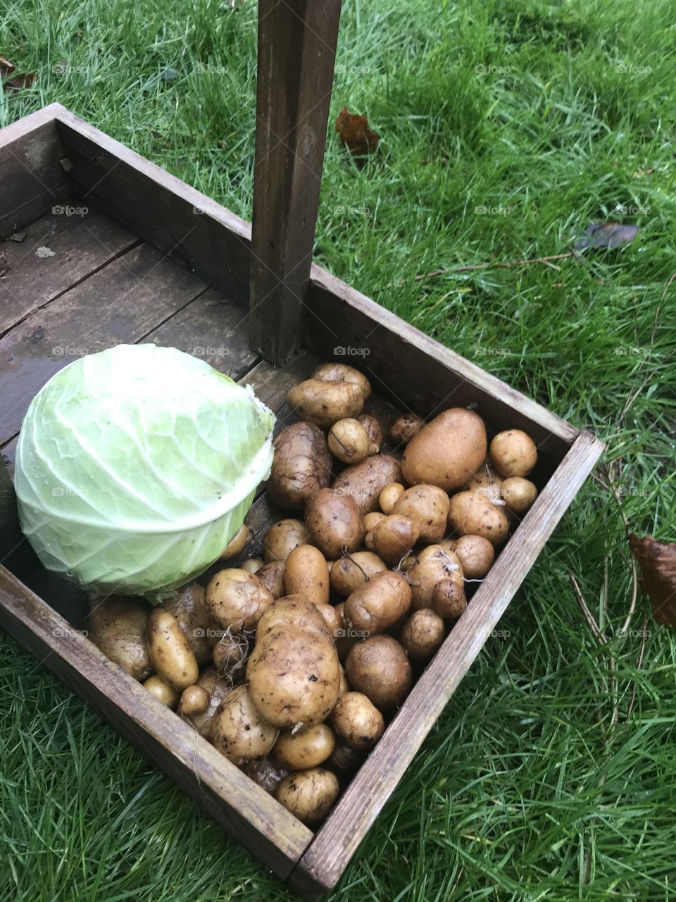 Potatoes and cabbage harvested from an allotment in a trug. 