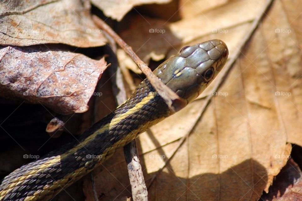 Garter snake