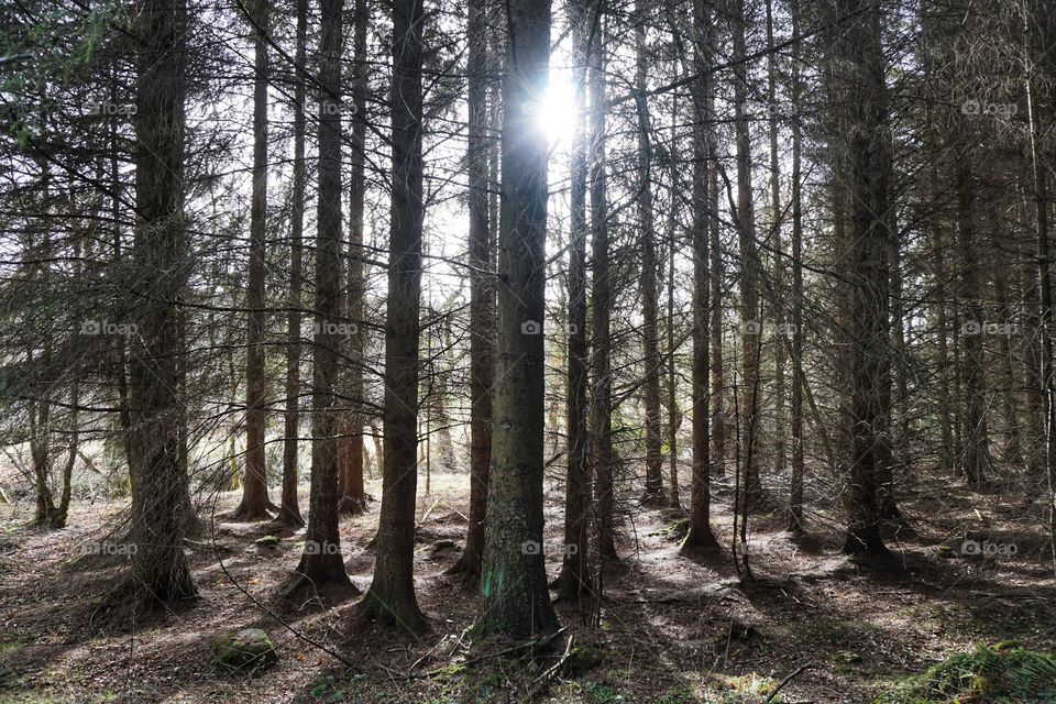 Spring is here in February.. warm and sunny day in Hamsterley Forest 🌳