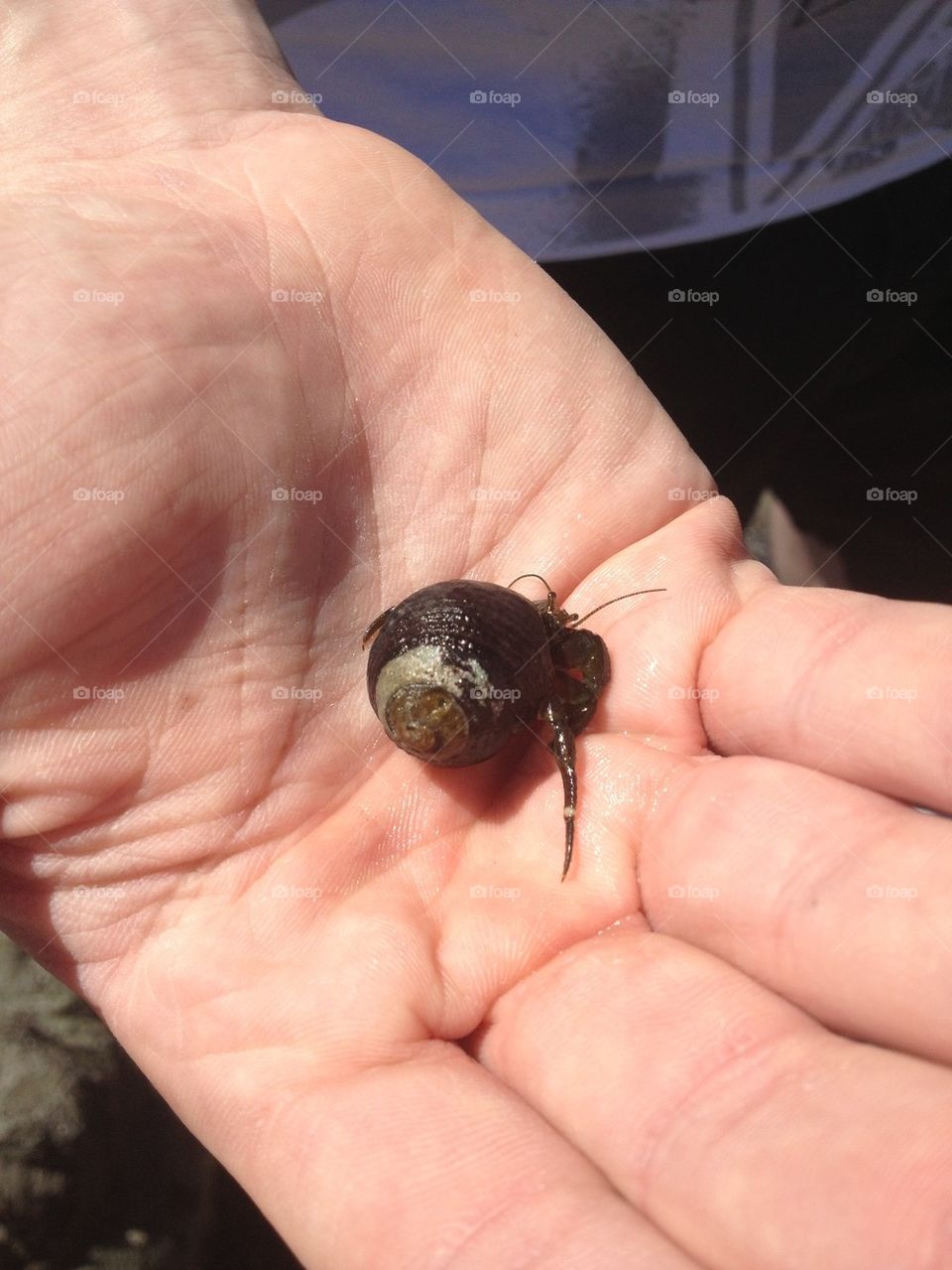 Hand holding hermit crab