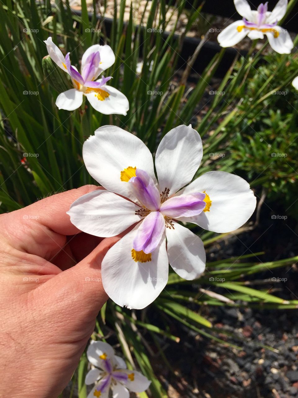 Flowers 