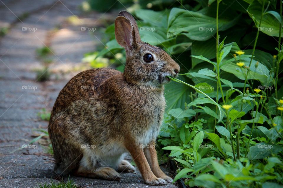 Rabbit in a park