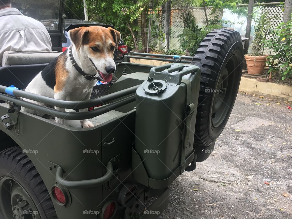 Jack the jack Russell never misses a opportunity to ride in any vehicle especially the 1944 Willy’s jeep 