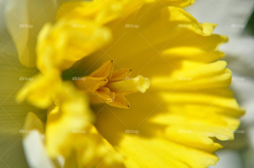 Daffodils center
