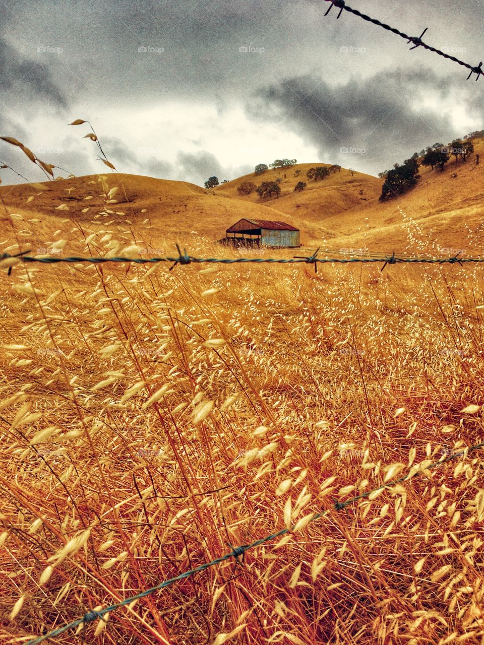Country building on golden hills with golden grasses of California. 