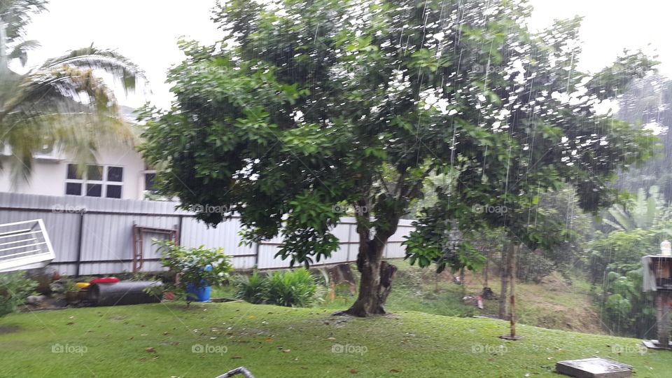 Rambutan Tree In Malaysia