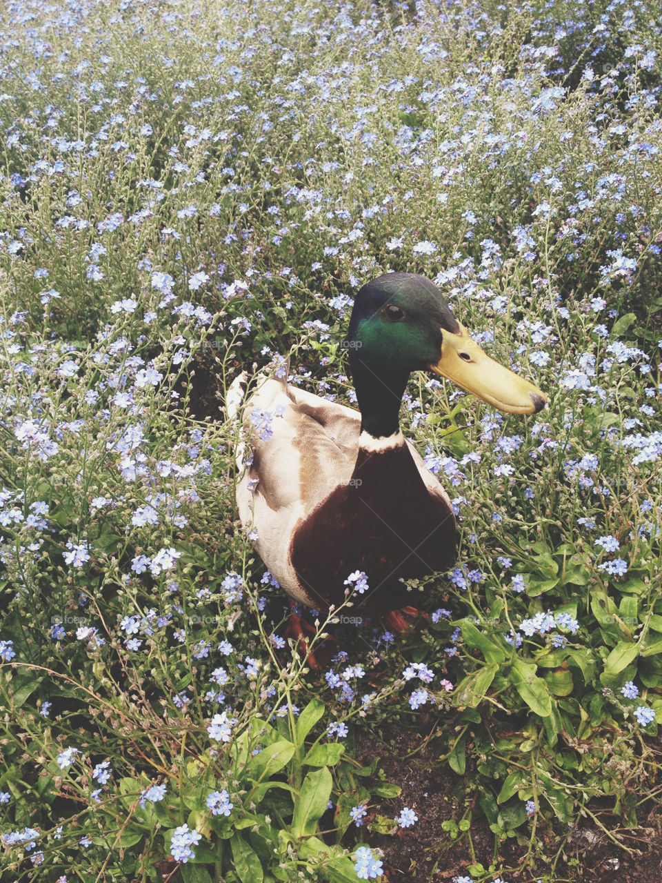 Duck in a field of flowers
