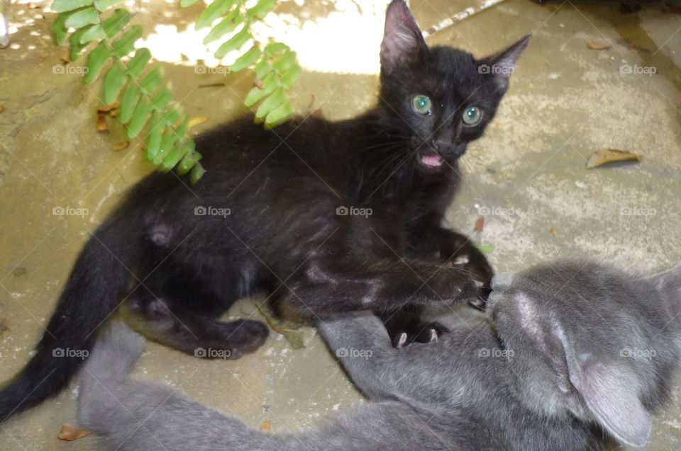 gato com a boca aberta