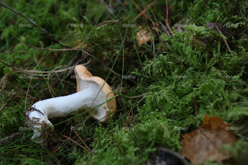 blek taggsvamp | Mushroom