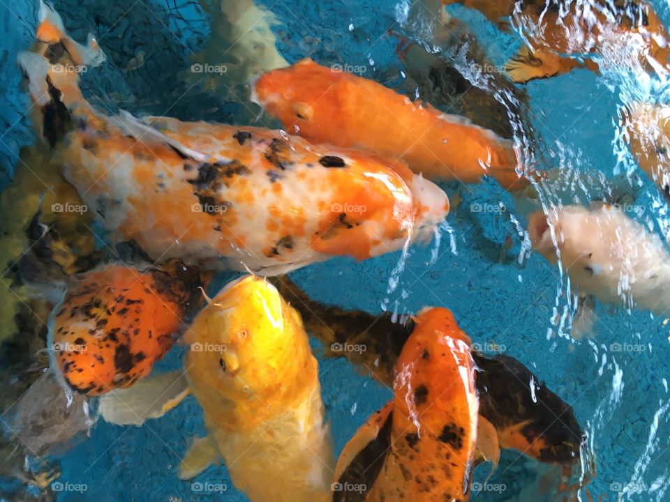 Peixes do Tanque do Maxi Shopping Jundiaí: as carpas coloridas que fazem a alegria da criançada. 