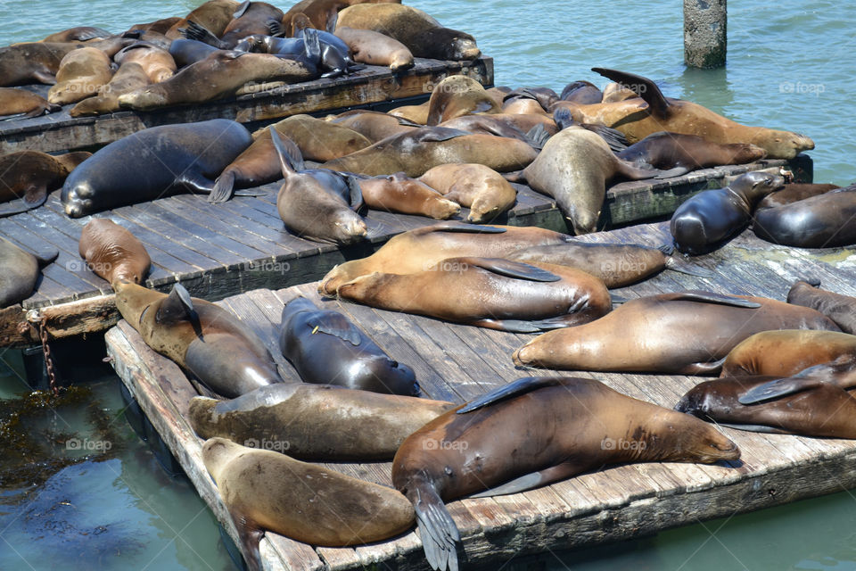 Sea lions in San Francisco. Sea lions/seals relaxing in San Francisco