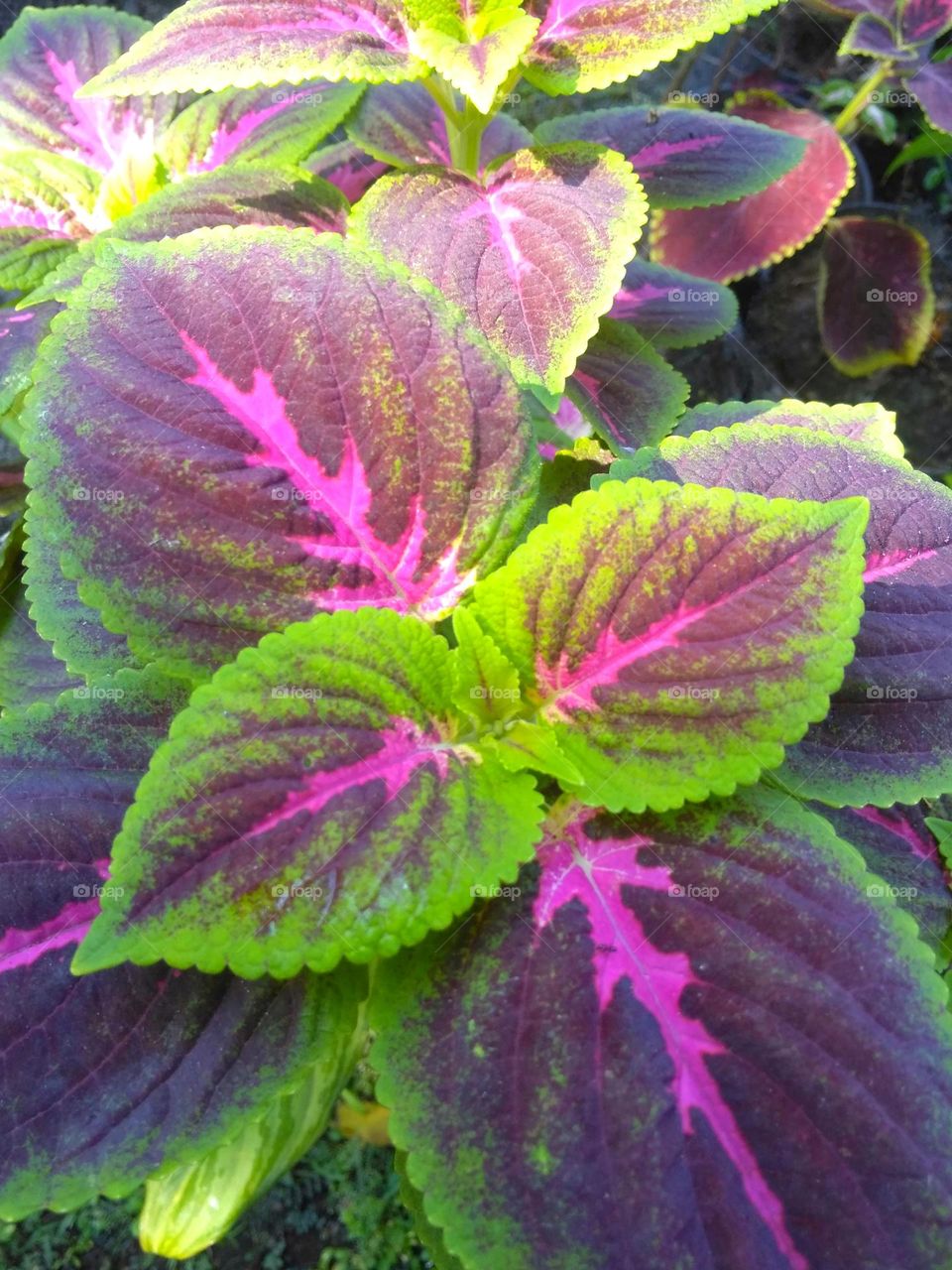 Purple leaf on the park