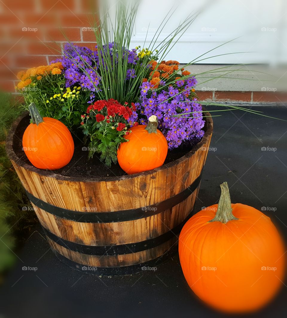 Pumpkins in the fall. Cute little design.