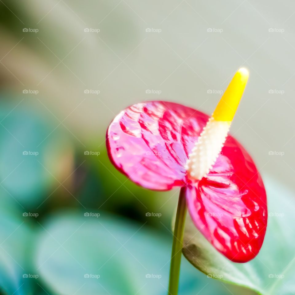 Flower with bokeh