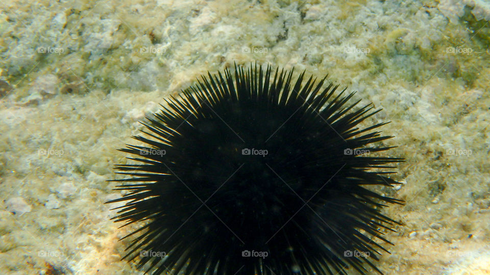 Close-up of sea urchin in water