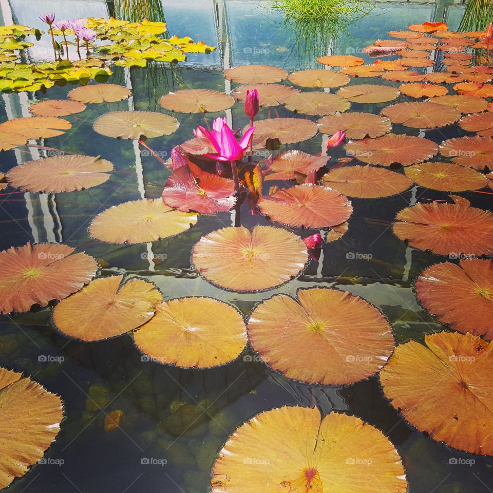 Leaf, Nature, Water, Pool, Fall