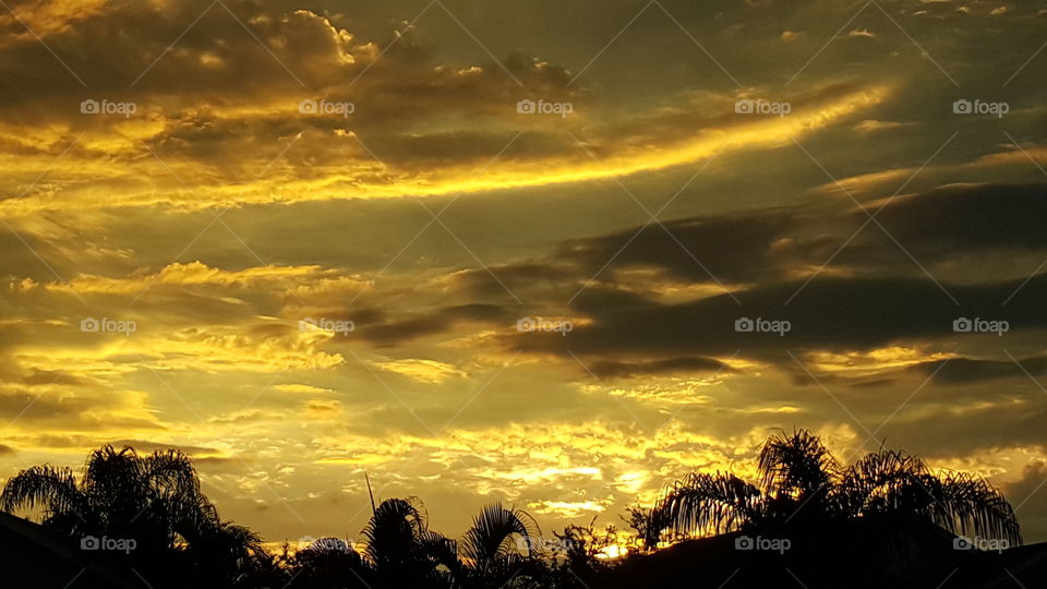 Silhouette tree against sunset