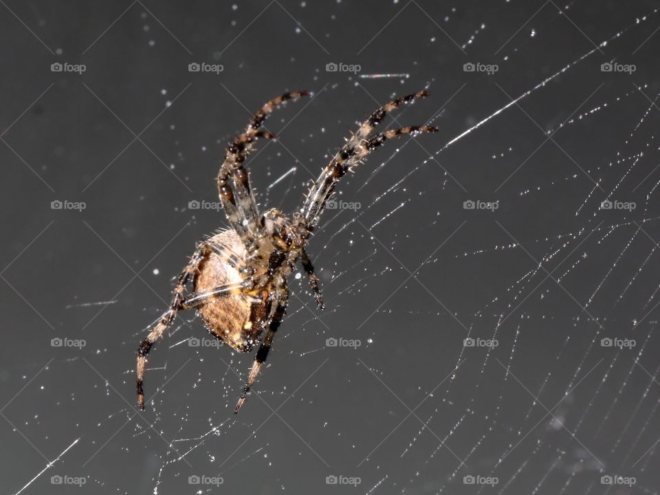 A spider and a spiderweb 