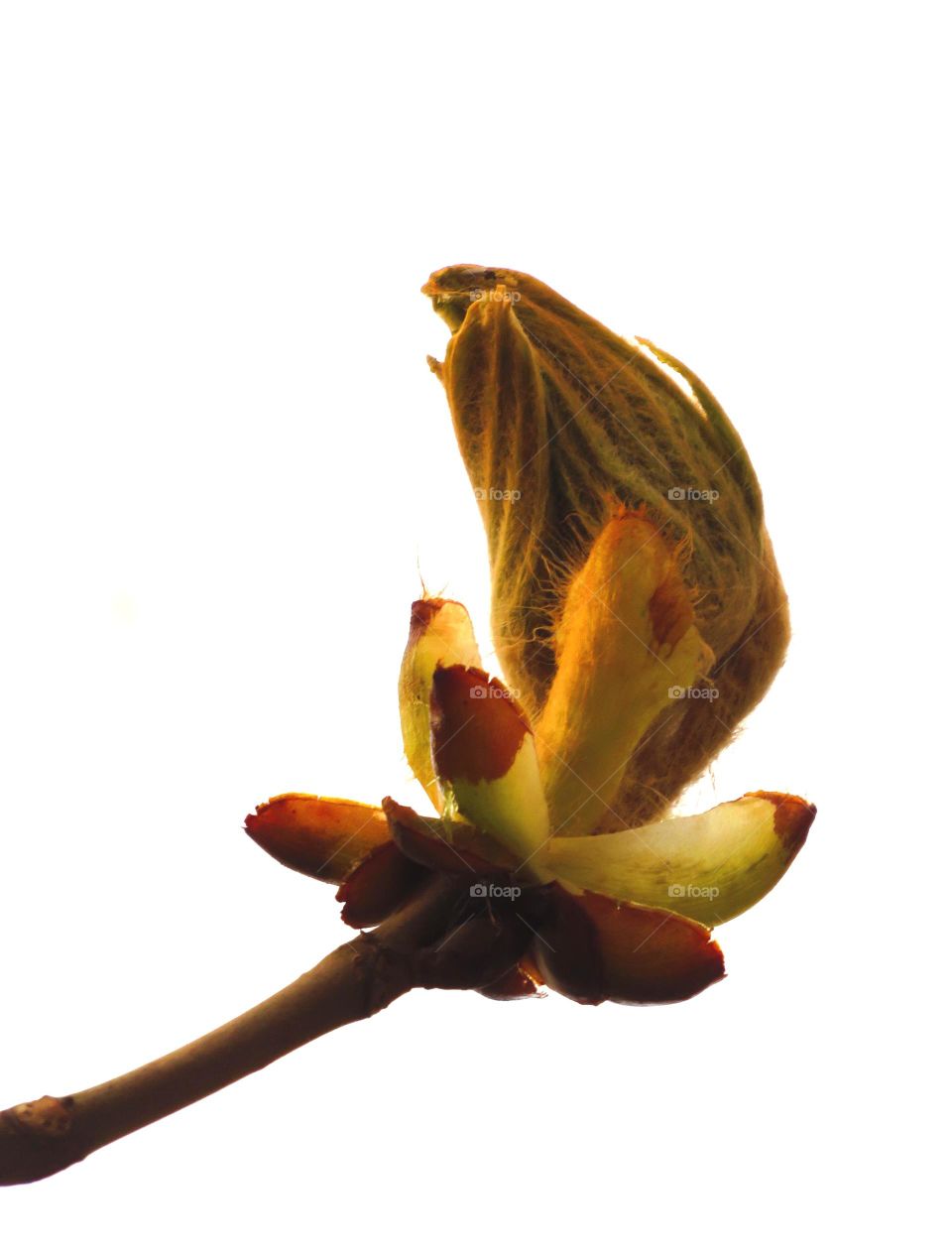 Spring bud