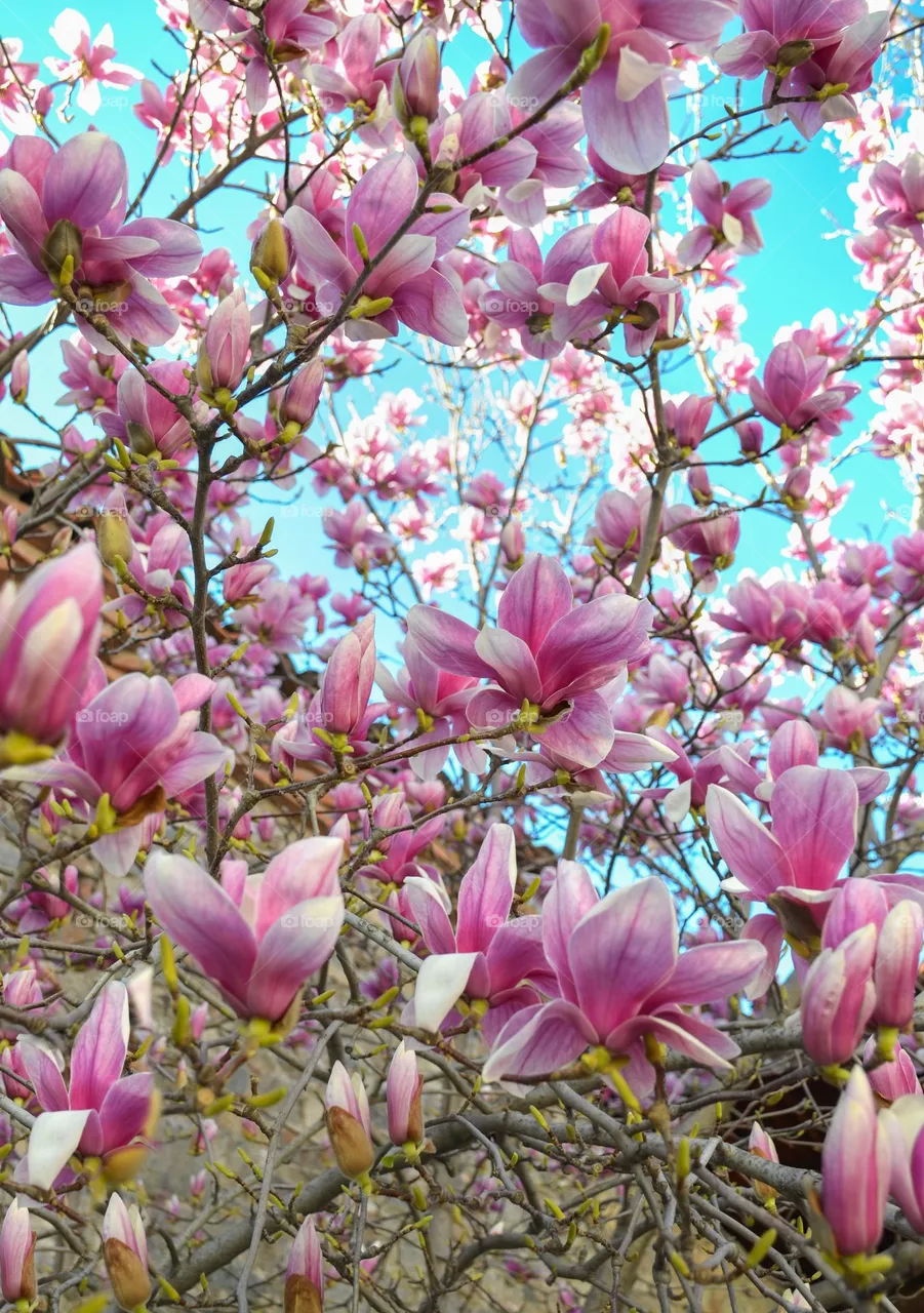 The beauty of magnolia
