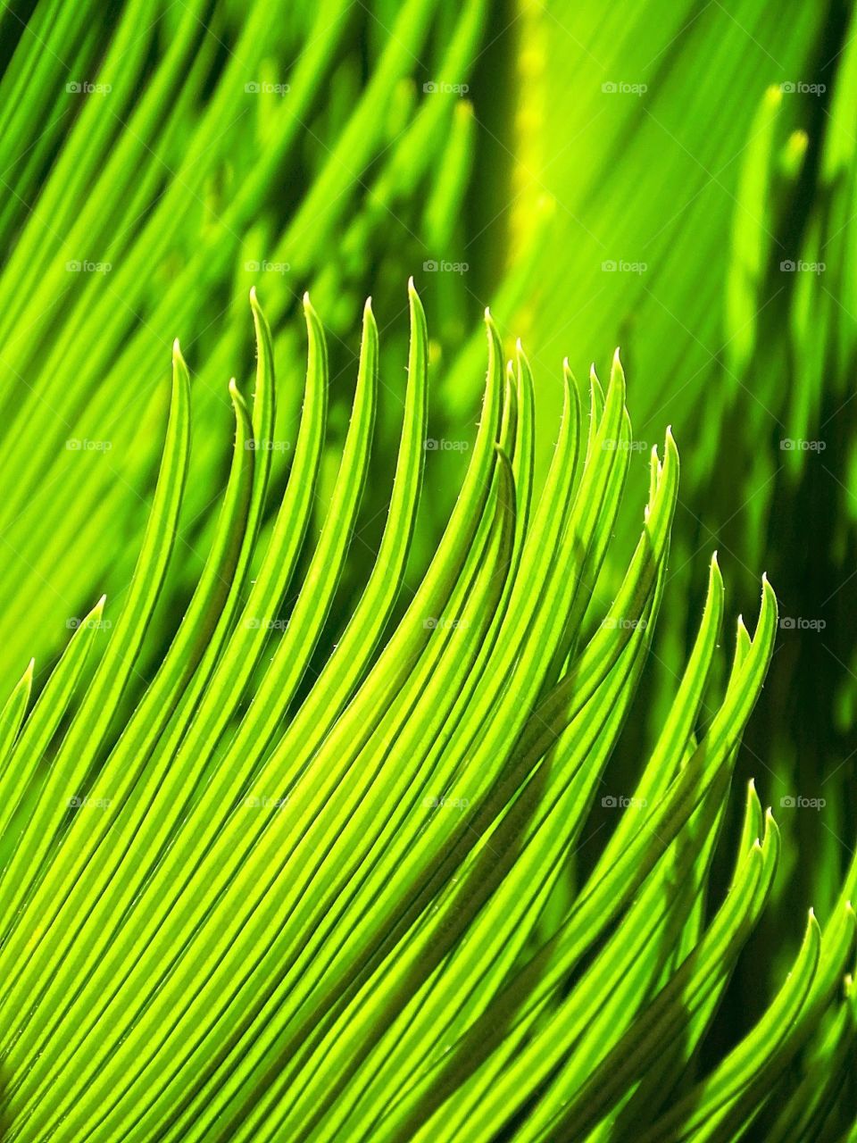 The beauty of the nature