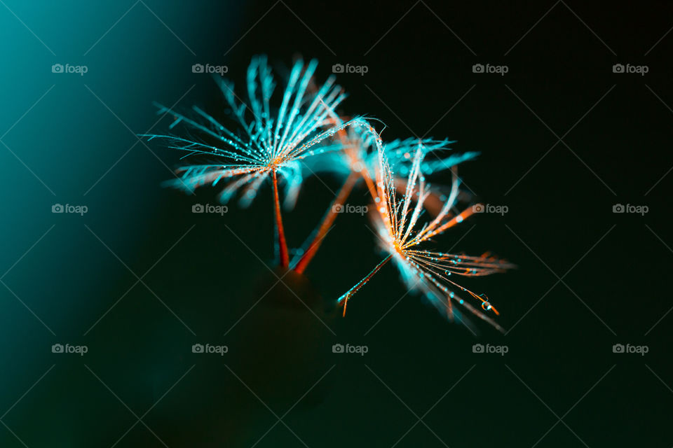 Orange and blue - image of three dandelion seeds in blue and orange light with dark background