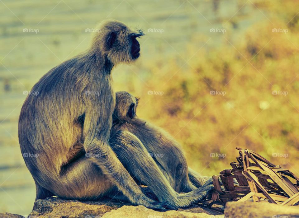 Animal photography - Monkey and baby - resting on a sunny day 