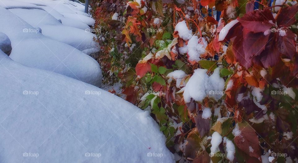 October snow. . First snow in Moscow. I parked my car near by and noticed those red leaves. 