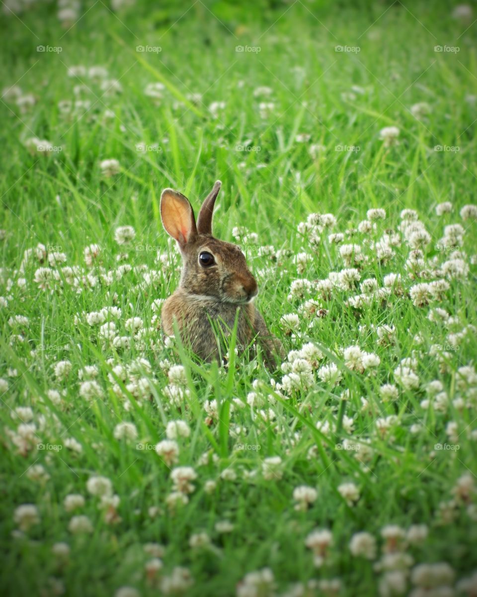 Cute bunny in the grass surrounded by white flowers.