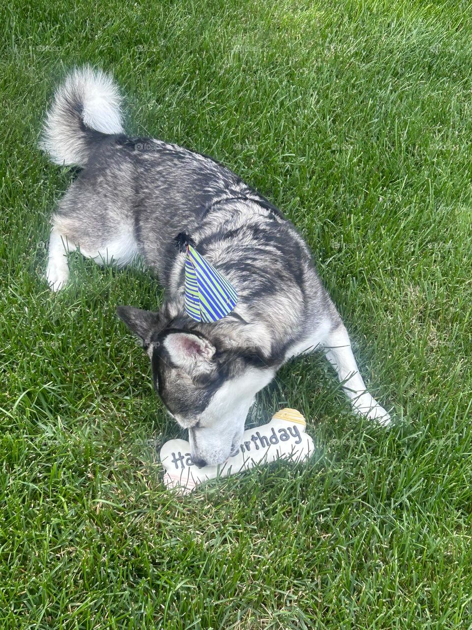 Its our tiny husky's 4th birthday!