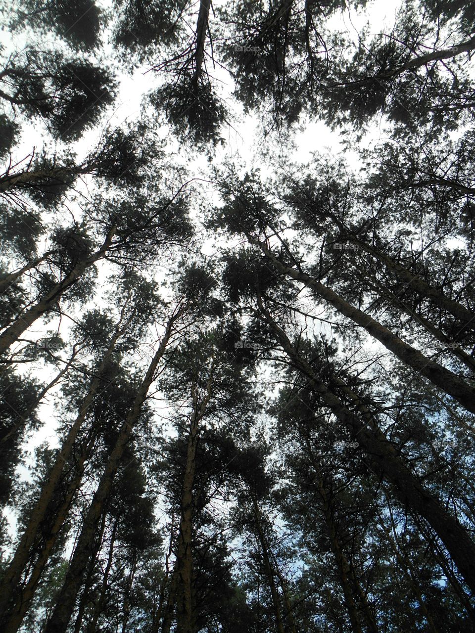 Tree, Wood, Nature, Leaf, No Person