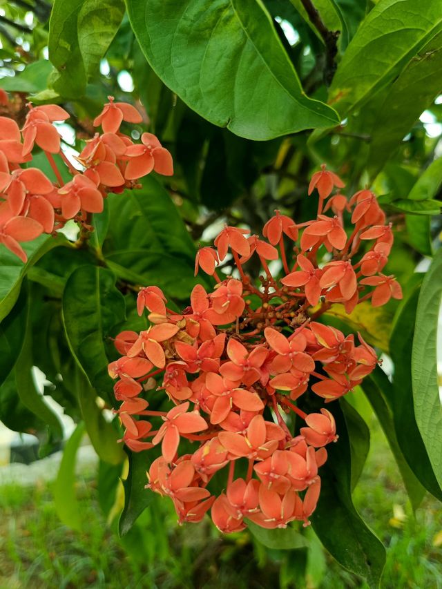 blooms