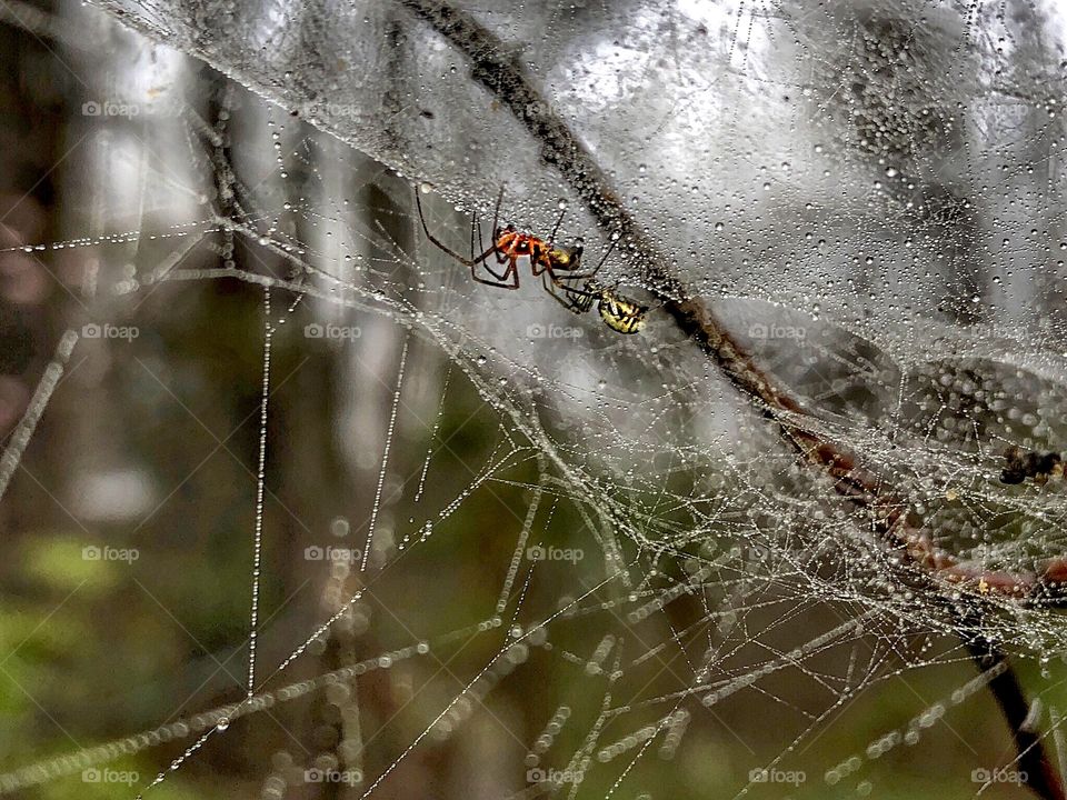 Mr. & Mrs. Arachnid (not the best photo- but is interesting)