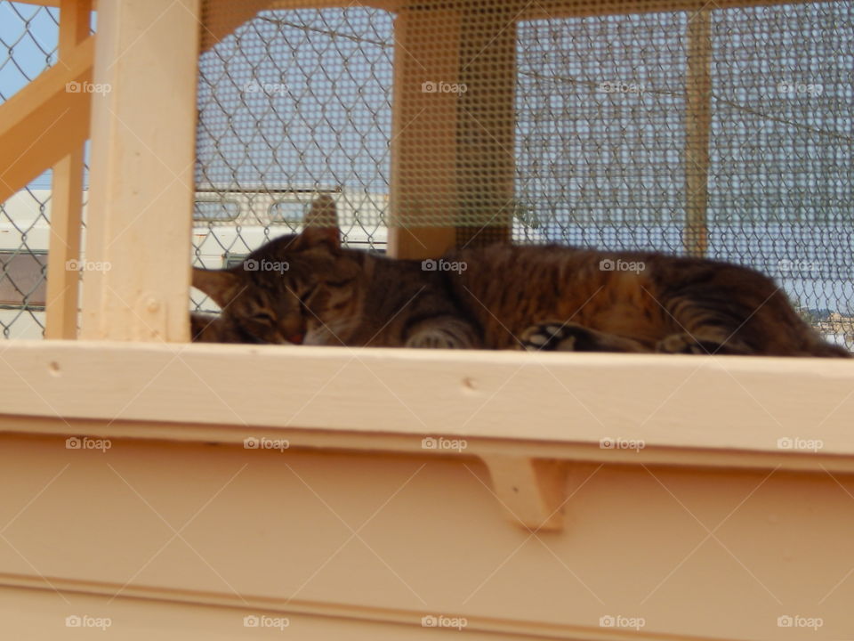 A sleepy cat in a cat hotel on the beach of Lagos, Portugal 