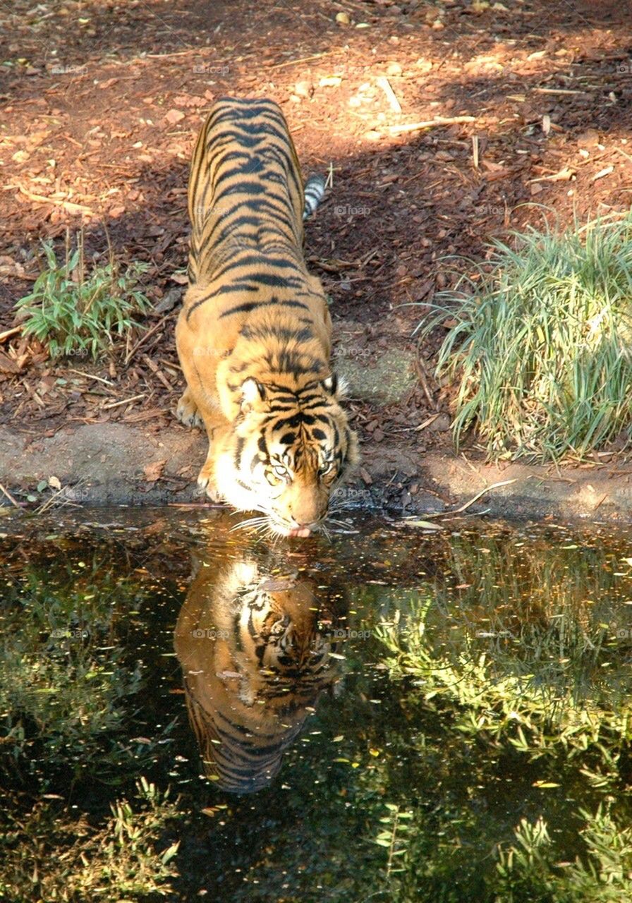 Tiger - Tiger