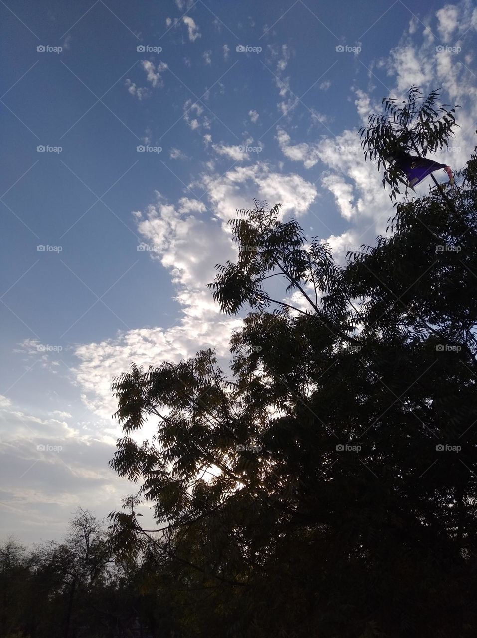 a shiney day white clouds in blue sky whitish cloud scattered green leaves looking very beautiful