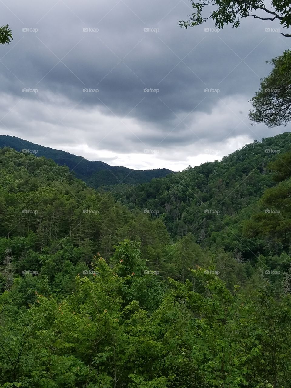 Nature, No Person, Tree, Landscape, Wood