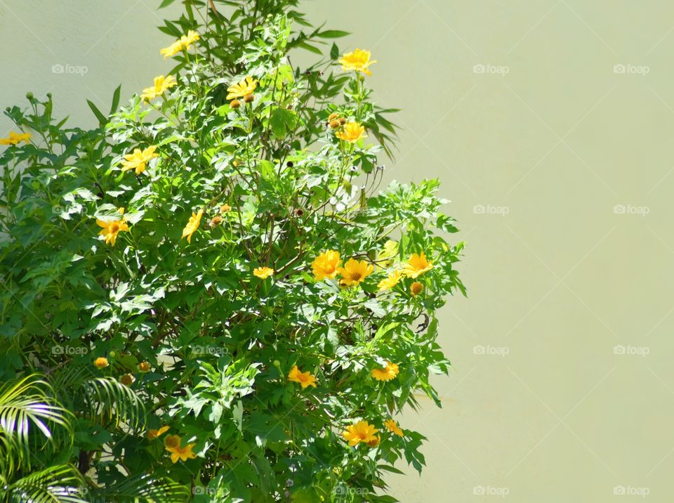 large plant with bright yellow flowers and copy space