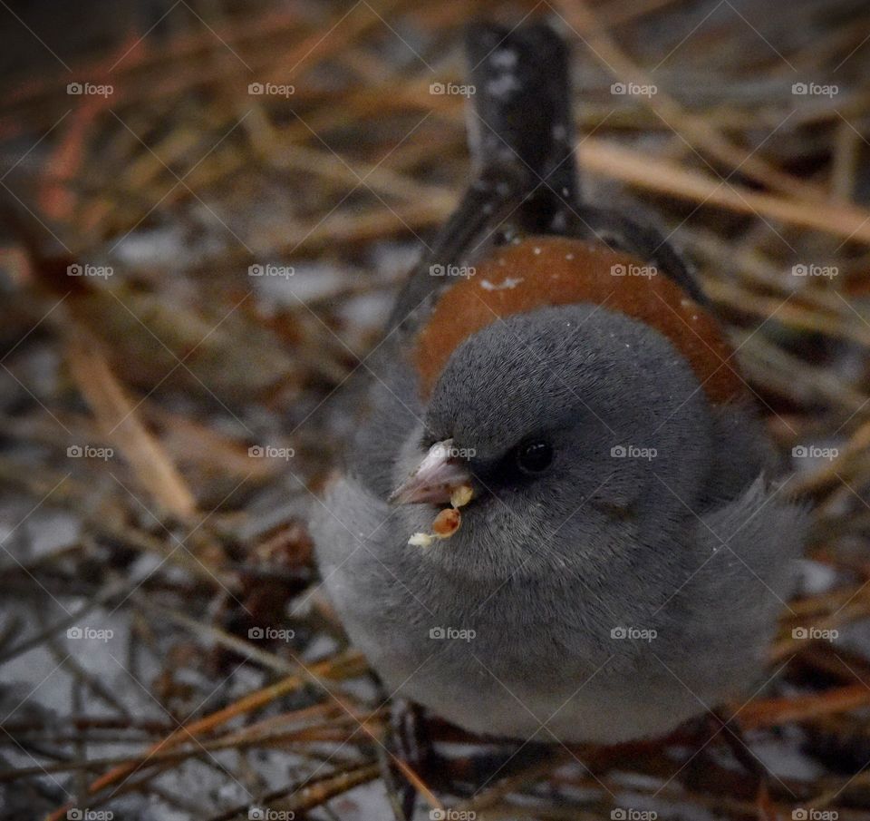 Tiny bird eating some seeds on a bed of pine needles in the woods. The bird has an orange patch with fresh snow on his feathers. Seeds in mouth.