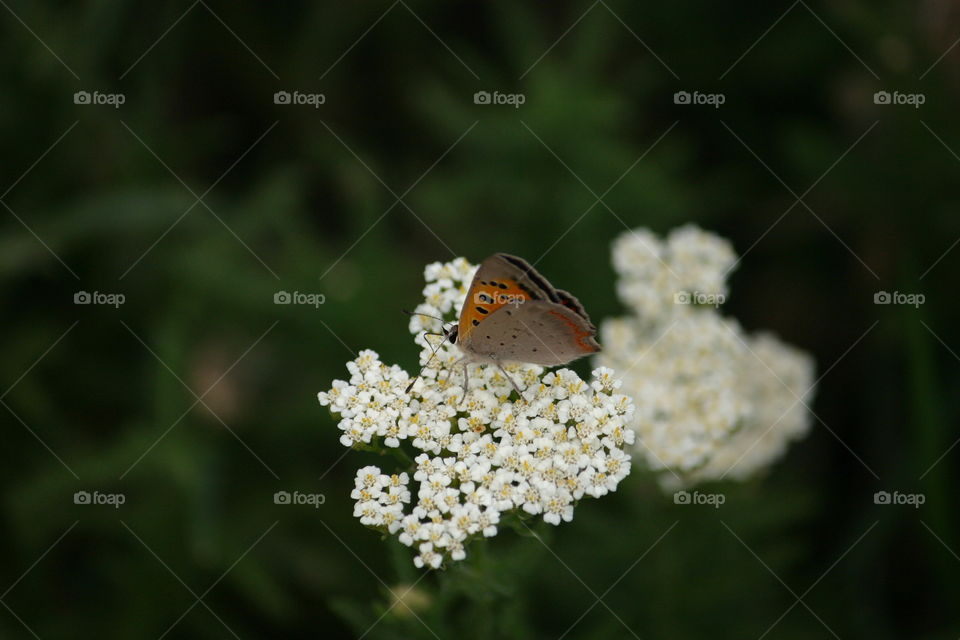 Butterfly on s flower